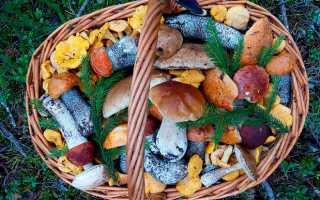 Можно ли есть грибы при повышенном холестерине