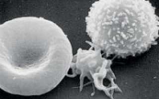 Как выглядит клетка человека под микроскопом