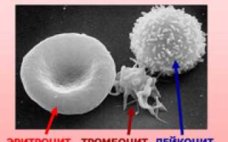Рисунки эритроцитов лейкоцитов и тромбоцитов