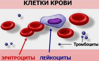 Размеры эритроцитов лейкоцитов и тромбоцитов